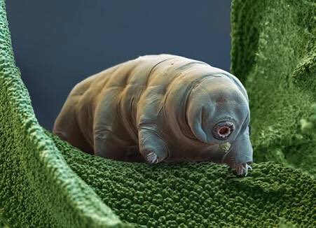 ALeighMP's tweet photo. Bad National Party economic ideas are like tardigrades- they just won't die. Competition speech https://t.co/2Hsurpg2aV #auspol #effectstest https://t.co/06jriUjm89