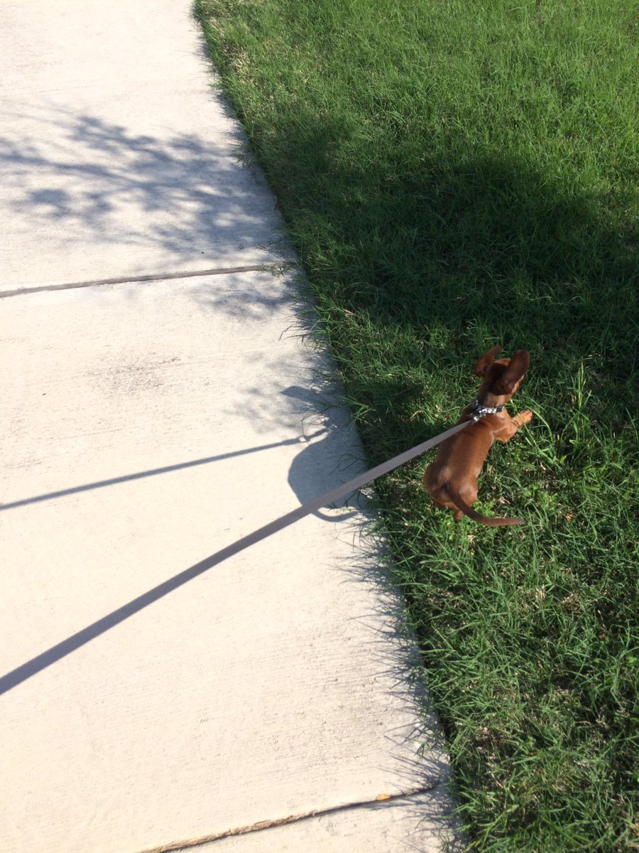 ChristineH865's tweet photo. Those PetSmart classes they start next week are going to come in handy. Bex on a leash isn't fun.
"Squirreeeeellllllll!!!"
#HesFlying https://t.co/Tu6nyla07X