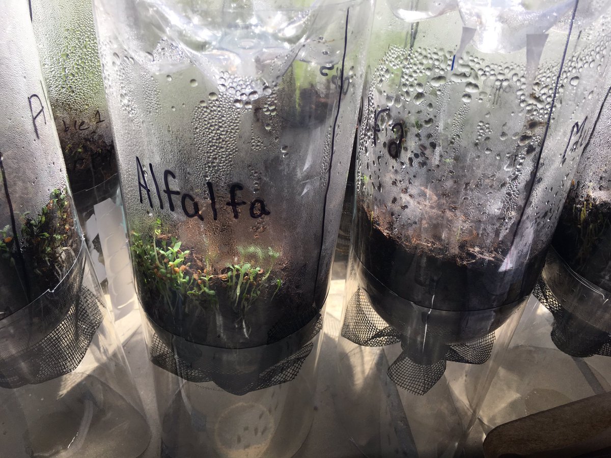 Our 5th Grade scientists are building eco columns to study ecosystems in Ms. Murphy's class!