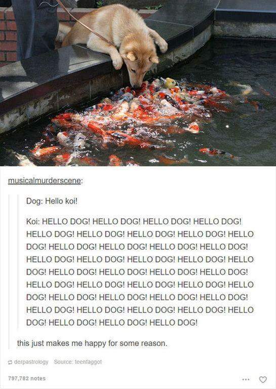 thesmoothcheek's tweet photo. #favedogmemes #makesmehappy #ilovedogs #whataniceguy #hellodog https://t.co/ehu73Js0KT