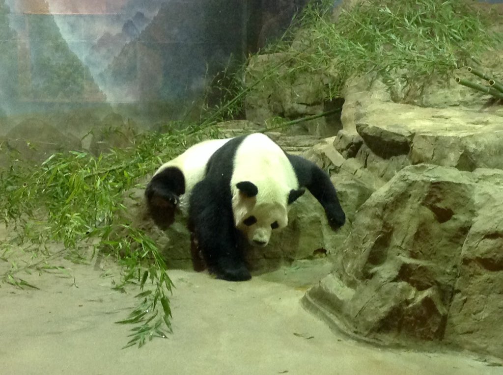MadAboutBei's tweet photo. @pandacamtherapy @sandiegozoo - Howsabout our papa @tiantianpanda97 #pandastory #snoozezone @NationalZoo 😉💕🐼 https://t.co/oI3SqcF9zb
