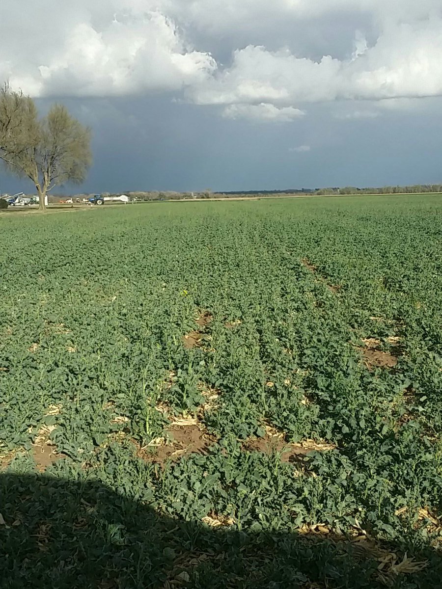 KStateSCEF's tweet photo. Riley #canola bolting 03/22/17 with some showing flowers.  #KSUcanola #KStateAgron #KStateAgRes #KStateResExt https://t.co/PksLTqVNDL