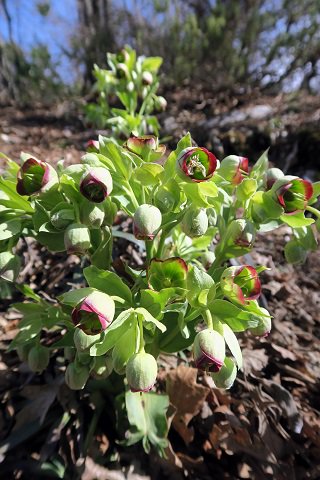 naoko_perugia's tweet photo. #Fiori di #epatica #primula #croco #elleboro sul sentiero per il #Monte Fionchi #Spoleto #Umbria #野の花 彩る #春の山 #ウンブリア https://t.co/rA6NFSnDrU https://t.co/DUKA1wG4Nh