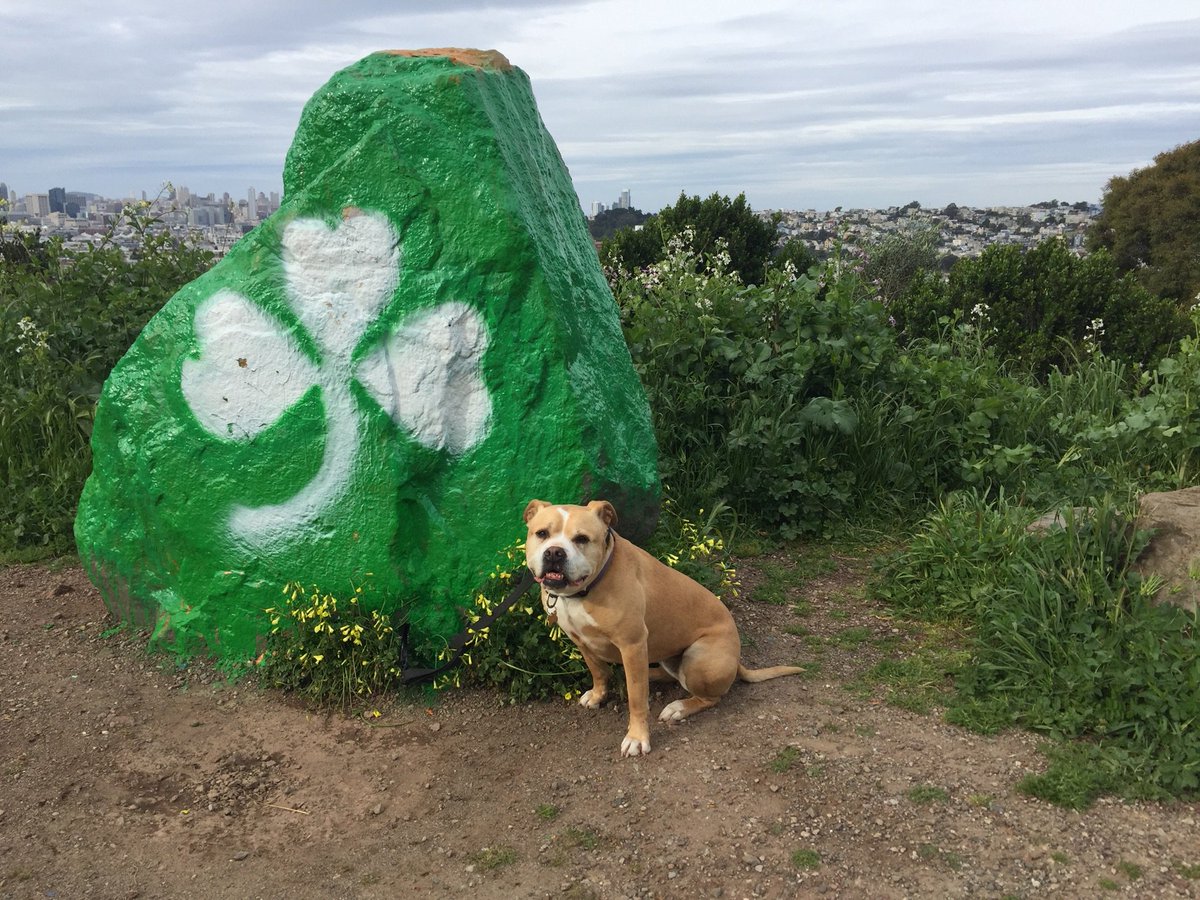 A dog named Jpeg tweet media