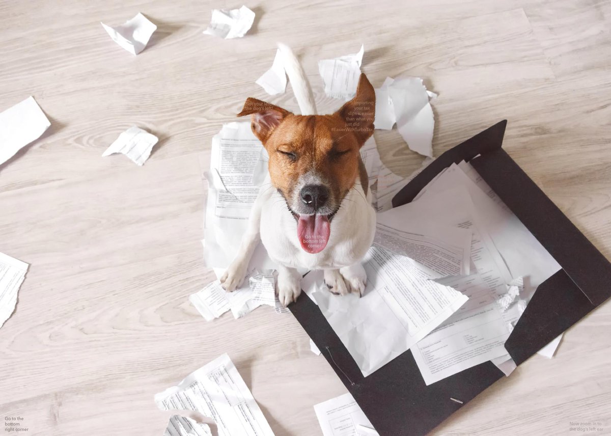 Turbotax Canada On Twitter Zoom In On The Dog S Tongue Zoomintt