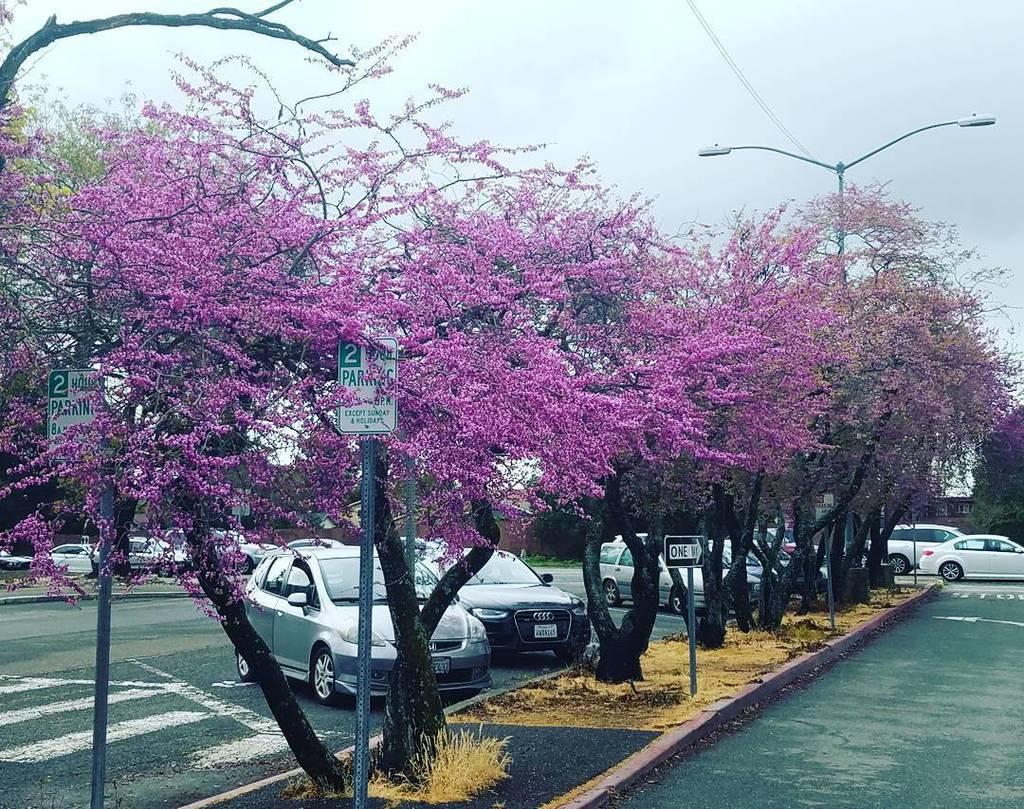 bay_area_flora's tweet photo. I try to avoid urban settings for my shots, but these blooming Western redbuds at the Peta… https://t.co/quTpPLwnqA https://t.co/veWAVwOEhM
