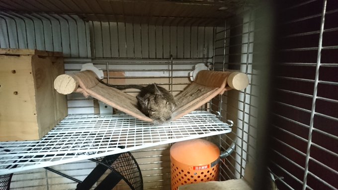 牛沢 Ushizawaに移動さん がハッシュタグ デグー をつけたツイート一覧 1 Whotwi グラフィカルtwitter分析