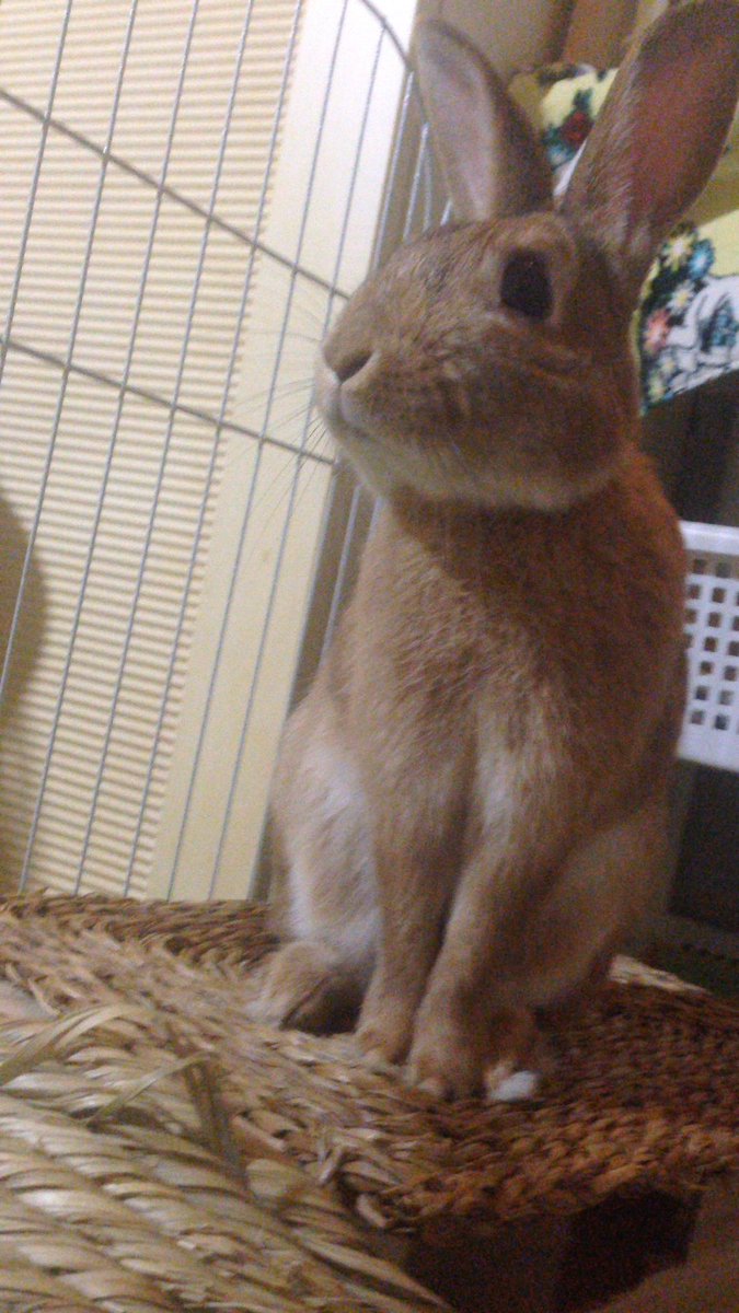 ノッポさん𓃹 若い皆さん 大学進学や新社会人で一人暮らしうれしいね 相棒にかわいいペット飼いたいね でも 待って よく考えて ペットショップの売り文句 大人しいから飼いやすいですよ は疑って 大人の常識 命を世話する責任 大事だよ 客観的 ノッポさん𓃹 若い皆さん 大学進学や新社会人で一人暮らしうれしいね 相棒にかわいいペット飼いたいね でも 待って よく考えて ペットショップの売り文句 大人しいから飼いやすいですよ は疑って 大人の常識 命を世話する責任 大事だよ 客観的