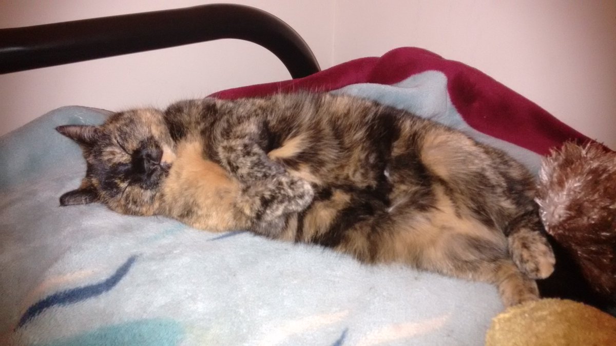 Remedyke's tweet image. Speckle is handling force feedings well. She is a bit lethargic but on antibiotics and immune stuff and had an injection at vets #catcold