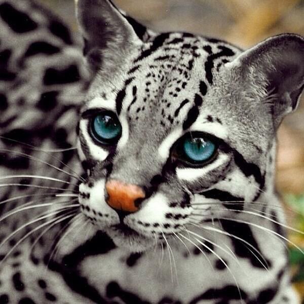 earthescope's tweet image. Baby white leopard