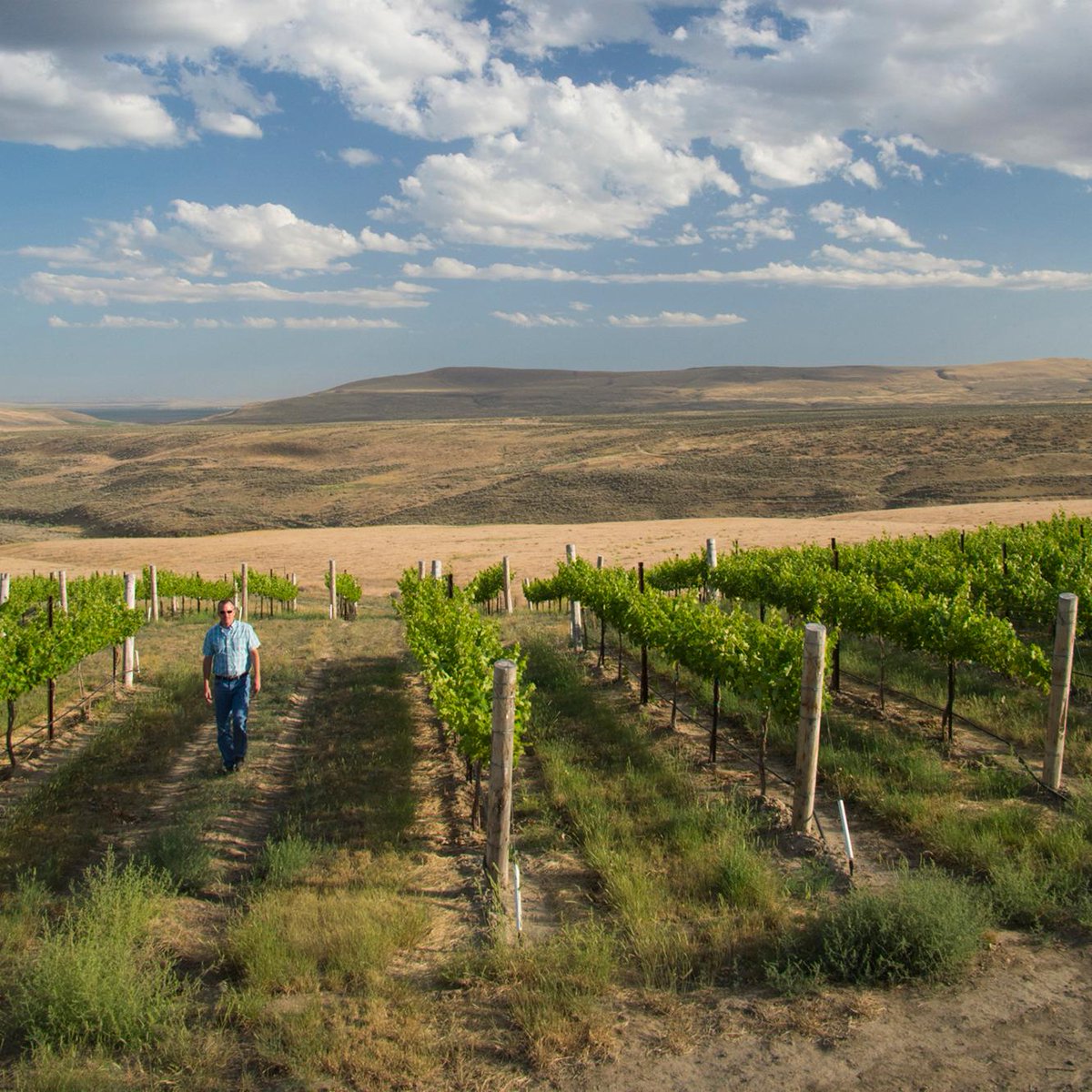 Wa_State_Wine's tweet photo. Summertime views from the hot Horse Heaven Hills growing region. Thought you'd appreciate that. #LoveWaWine #HorseHeavenHills #MercerEstates https://t.co/flUHFapHIg