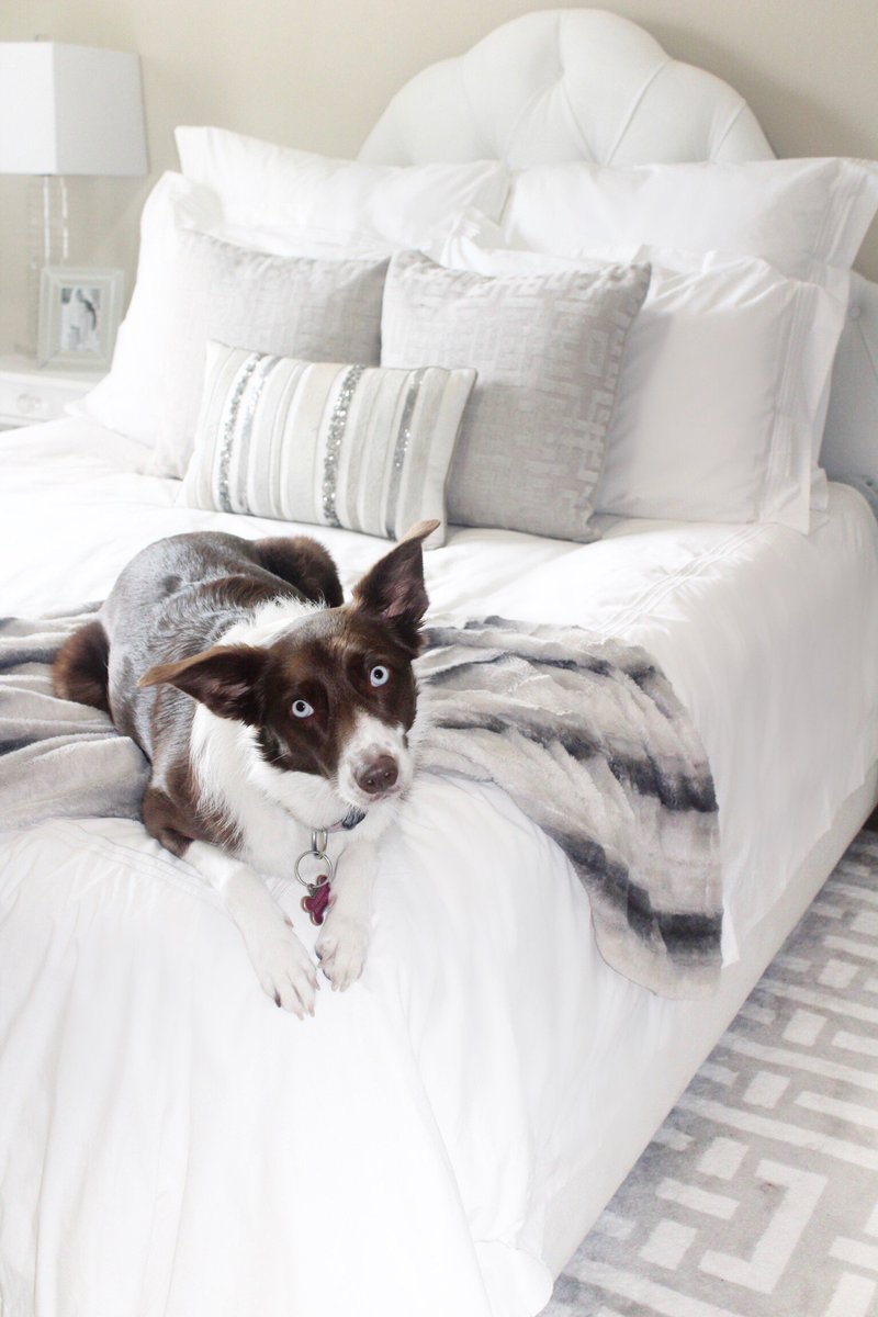 KatlynMaupin's tweet photo. Sharing my bedding refresh with @AnnieSelkeCo on the blog! Bailey approves too ;) https://t.co/Lo8lZssBle #sponsored #annieselke #Orglamic https://t.co/OHI3VIxUJ9