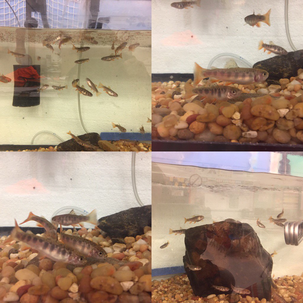 gidget_felty's tweet photo. The students of Mrs. Felty's class have taken great care of their Brook trout! #largestyet #fingerlings #soproud https://t.co/B3HfH7BaG6