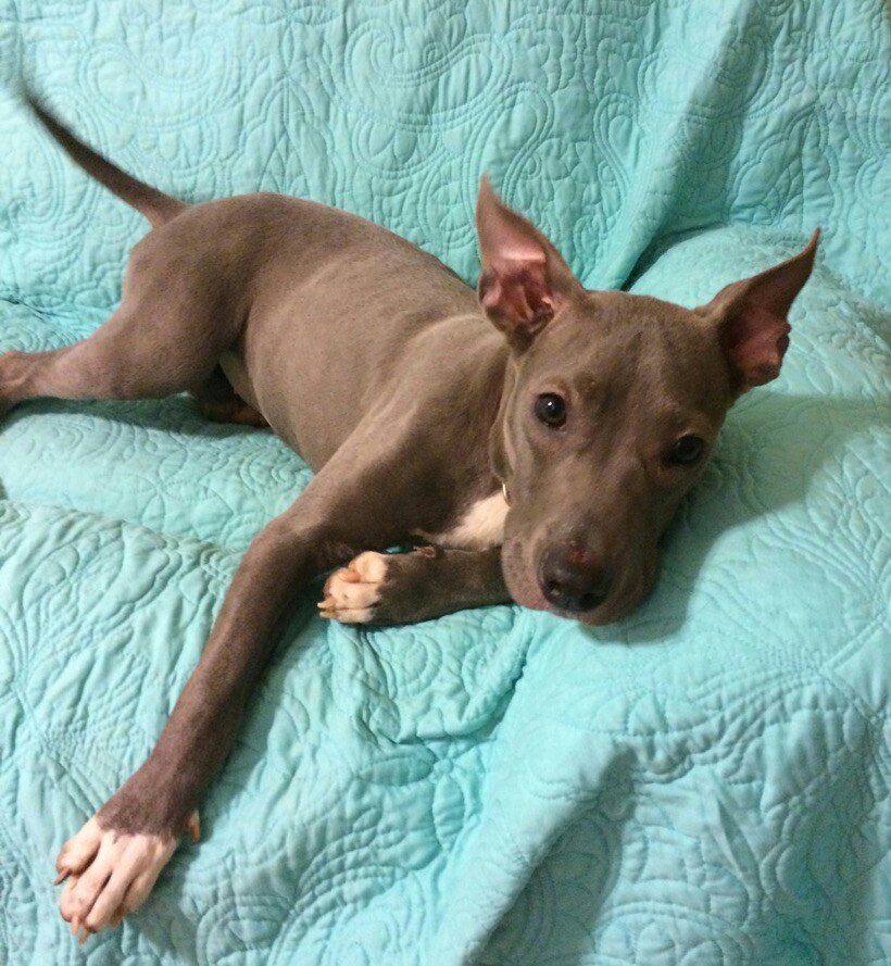 FTAnimalRescue's tweet photo. Come and meet Lila and her friends tomorrow at the Edmond Petsmart from 11am-4pm!! #AdoptDontShop #RescueDogsRock #OKC #Oklahomaanimals https://t.co/sy2o8DSflg