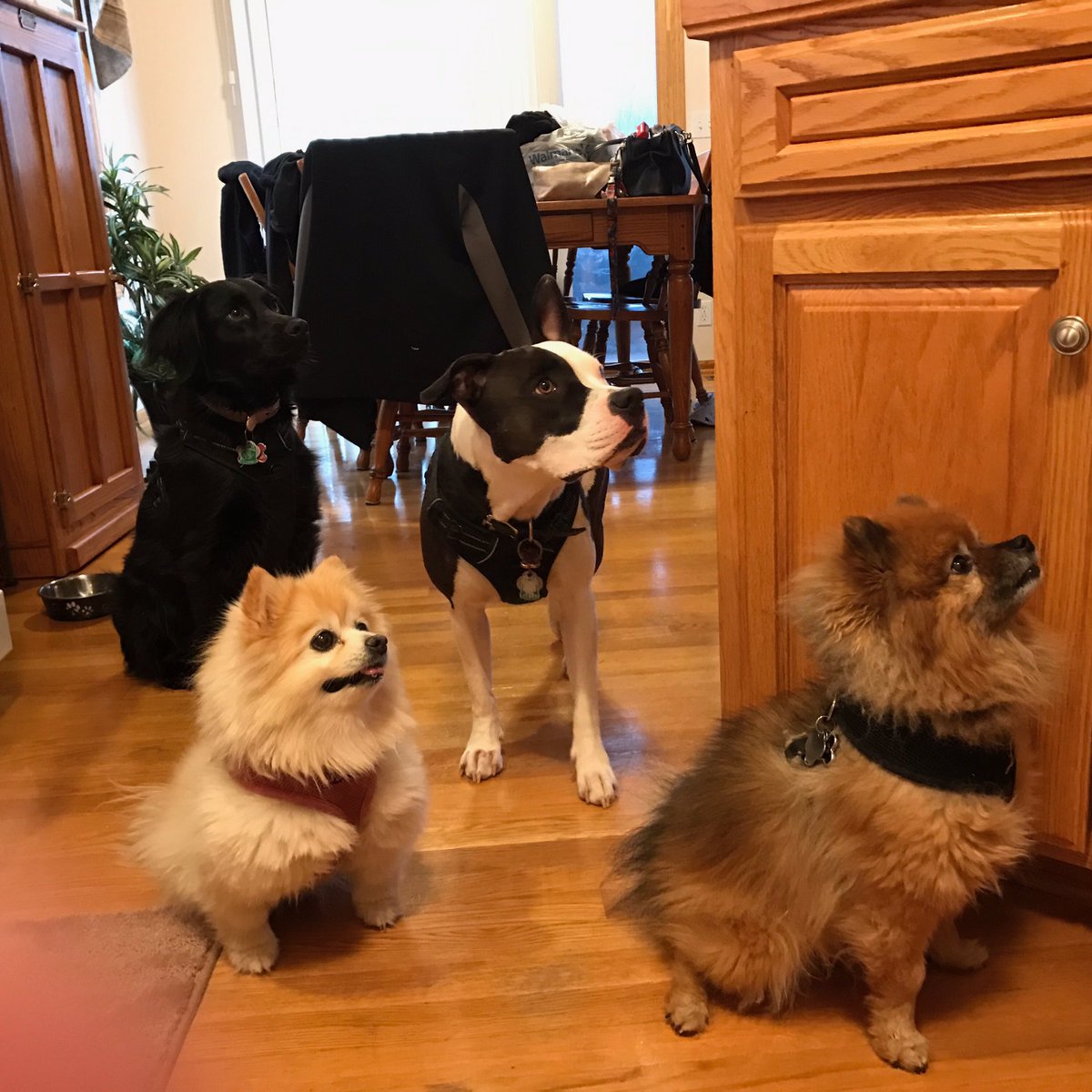 Watching and waiting patiently while Mom cooks our food.