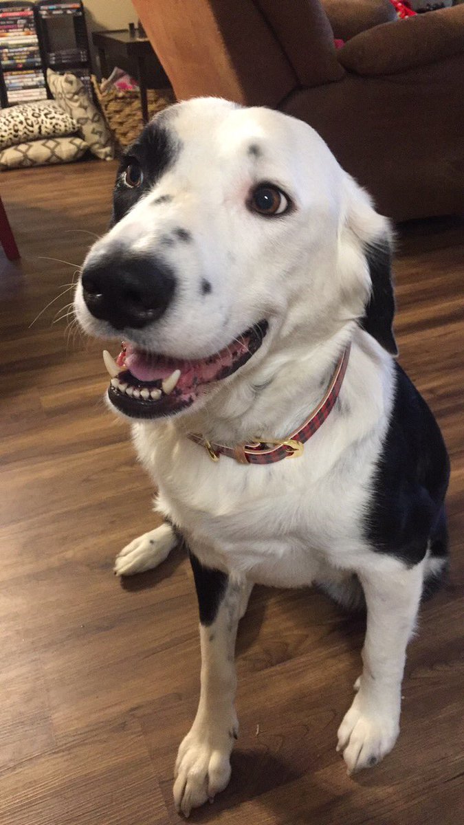 _nottatum's tweet photo. Today @ShingleurL told me I won "Prettiest Dog" award and I almost cried bc he's so right (pic for reference of course) https://t.co/dW51HqkUkl