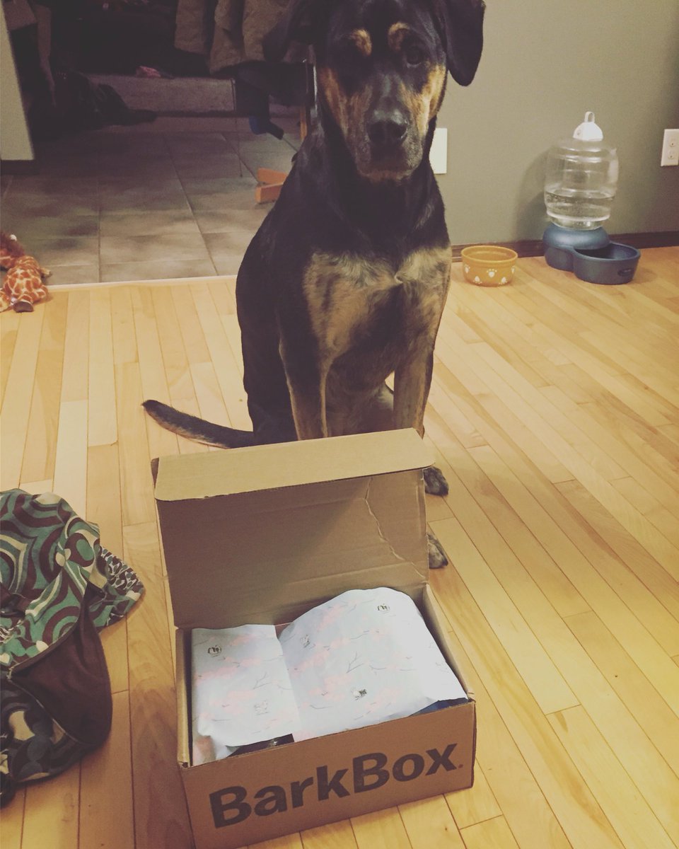 NovasAdventure's tweet image. Best day ever! Got a new collar and my bark box came! Thanks @PoochAndTabby @barkbox #dogsoftwitter #spoiled #thanksmom