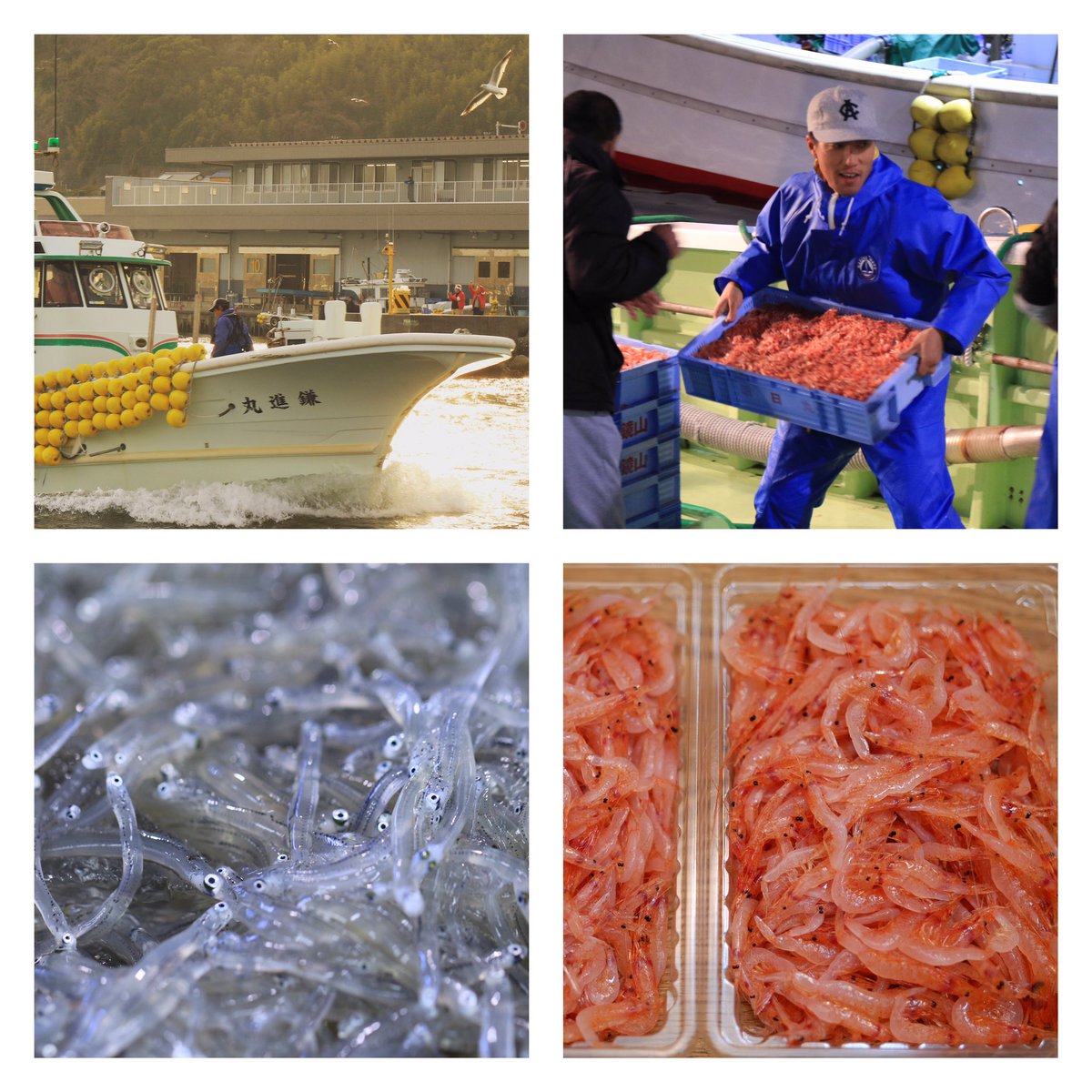 静岡ヤママル 桜えび漁は海水温がまだ低く4月1日まで一旦お休みとなりましたが しらす漁は出漁いたします また 凍結処理済の 生 桜えび を筆頭に桜えびのお料理もございますので どんどんお召し上がりいただけますと嬉しいです 桜えび 生桜えび