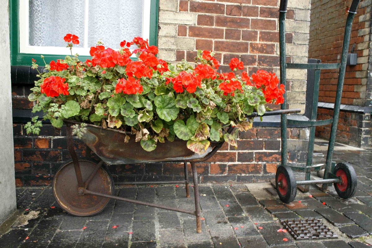Blooming Whiteway tweet media