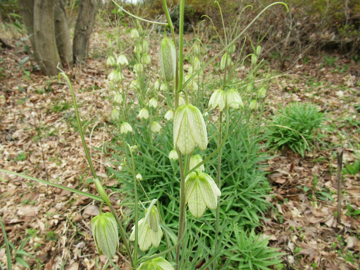 雑草図鑑 準備中 86 バイモ ユリ科 中国原産 別名アミガサユリ 薬用植物として古くから栽培された 薄緑色の花を下向き に咲かせる 花の内側に紫色の網目模様がある バイモの仲間は日本を含む北半球に百種以上存在し 園芸種はフリチラリアと総称