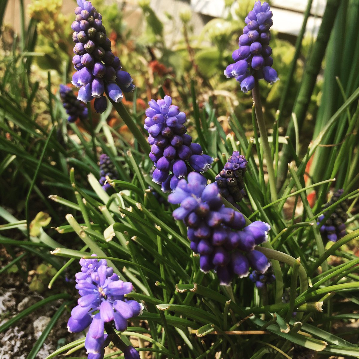 paisley3017's tweet photo. Today's flower : Grape hyacinth (aka Muscari) #sympathy #geteachother #inmygarden https://t.co/h92kyszrjV
