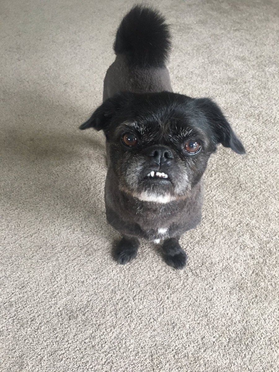 JaydeyMeechey's tweet image. Haircut day 🙊 #dogtweets #dogsoftwitter #needsbraces  @dogcelebration