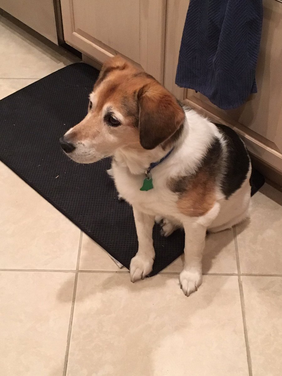 WorldSelectGame's tweet photo. A late #NationalPuppyDay post. Here's to old man Rudy, not technically a pup, but our pup. #worldselect https://t.co/vi4UkZEiz9