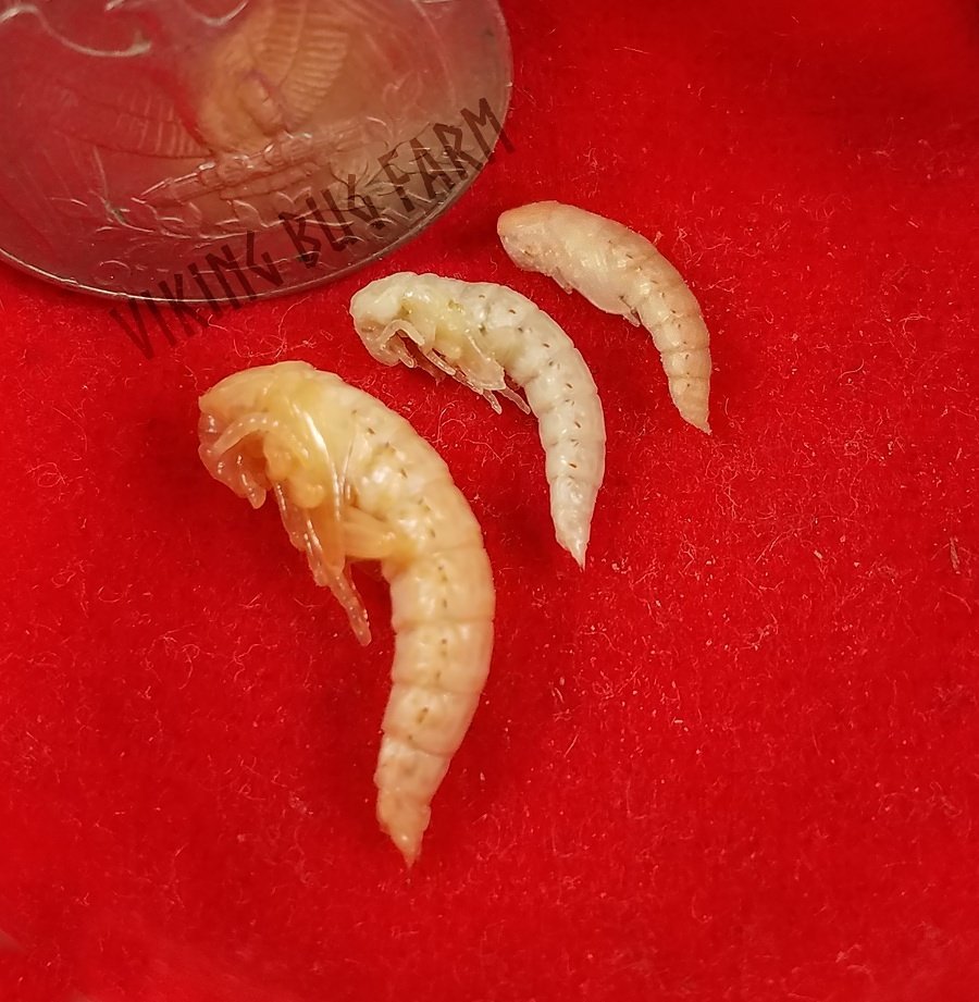VikingBugFarm's tweet photo. #Mealworm #pupa compairison: largest - smallest; #Superworm (Z. morio), #Dark Mealworm (T. obscurus), Golden/Common Mealworm (T. molitor) https://t.co/3vjoTO8IPx