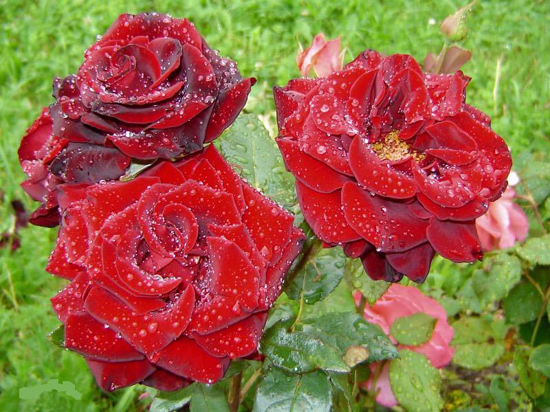 ‏﮼الحر ﮼🇦🇪 tweet media