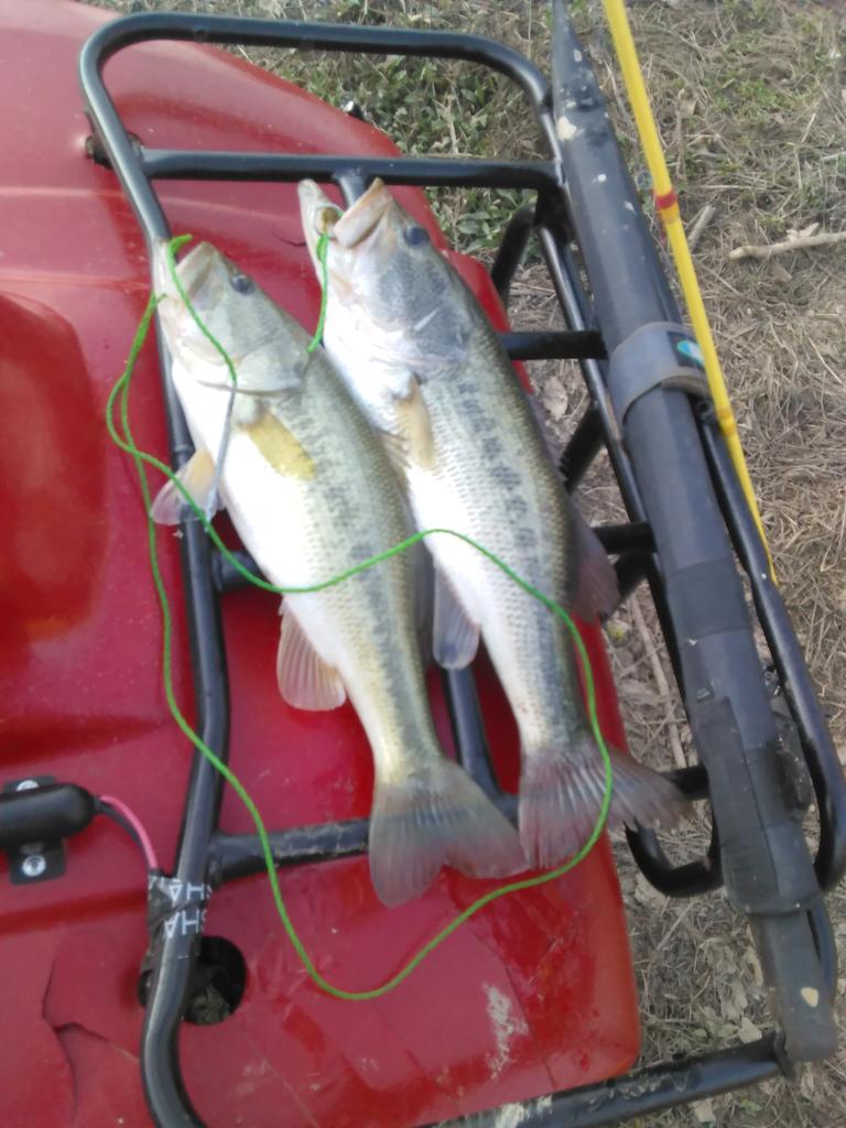 markdanielbox35's tweet photo. Two good ones caught https://t.co/8ocuuXKBZp