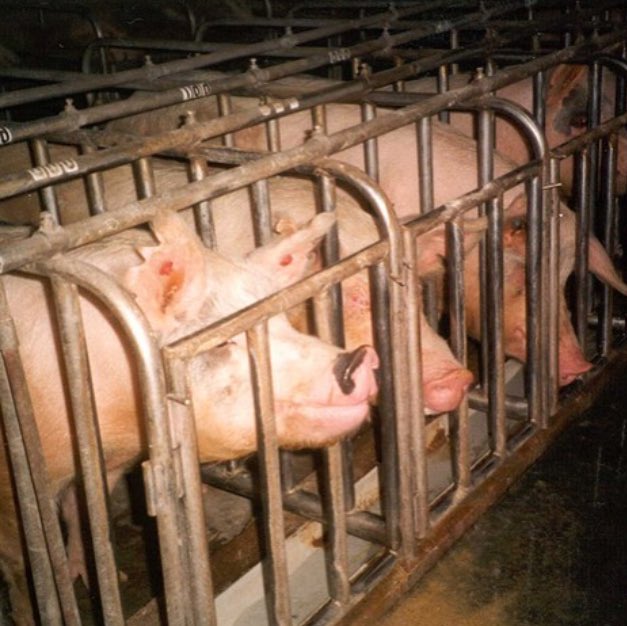 I hope and pray in years to come people will look back at what is happening to animals right now and ask why.
#AnimalRights #Vegan #Change