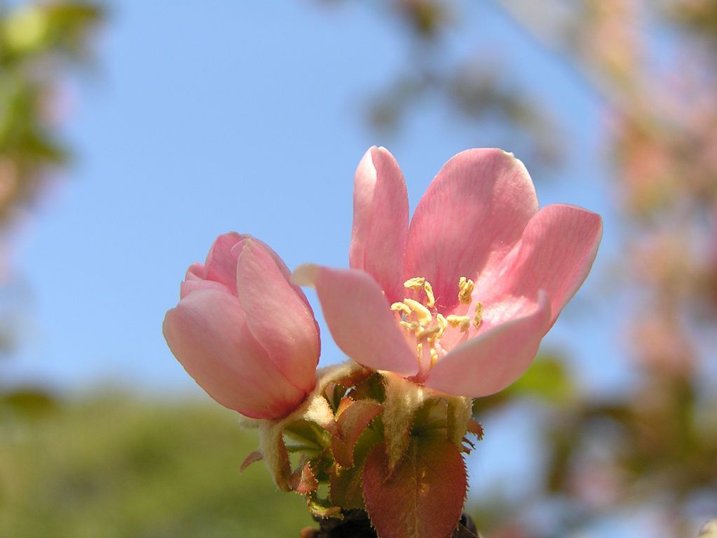 切ない花言葉 Twitterren カリン 淡い紅色に染まった花の美しさから 豊麗 という花言葉を持つ もう一つの花言葉は 唯一の恋 T Co Xdfucl1ap0 Twitter