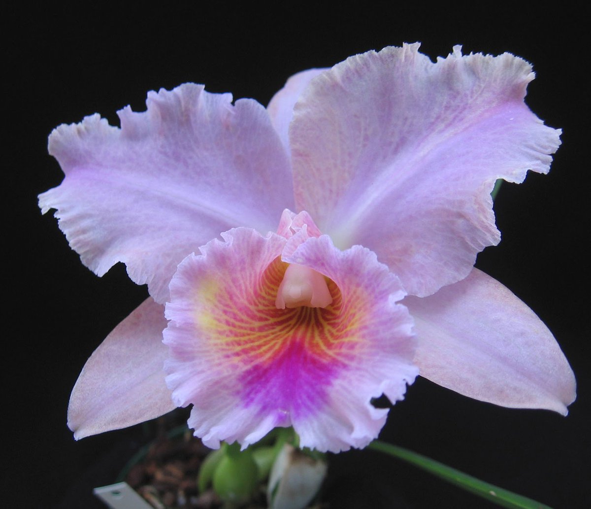 FAMA Malaysia on Twitter 2 Dendrobium Orchid Orkid  yang 
