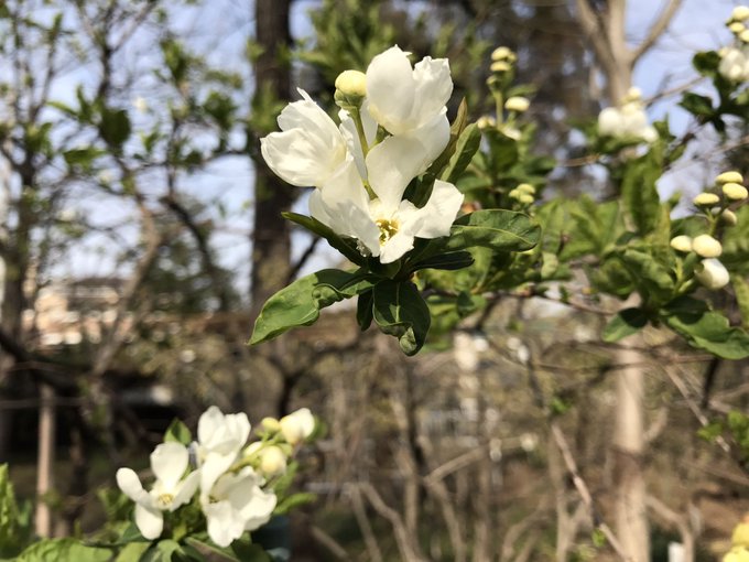 リキュウバイが枯れる原因とは 対策と育て方のポイントとは Every Day