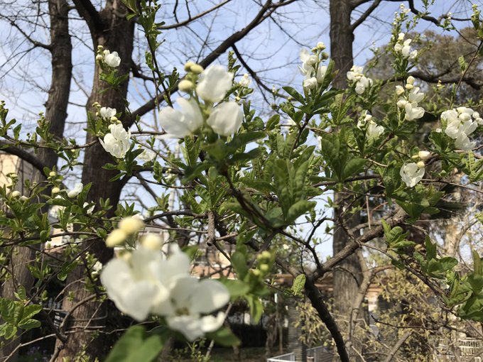 リキュウバイが枯れる原因とは 対策と育て方のポイントとは Every Day