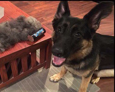 ForYourDogs's tweet photo. King Komb #deshedding tool for cats/dogs! @amazon for $24.95.  A #musthave for #petgrooming https://t.co/40VhnzcTVN https://t.co/V5M1WwQUpU