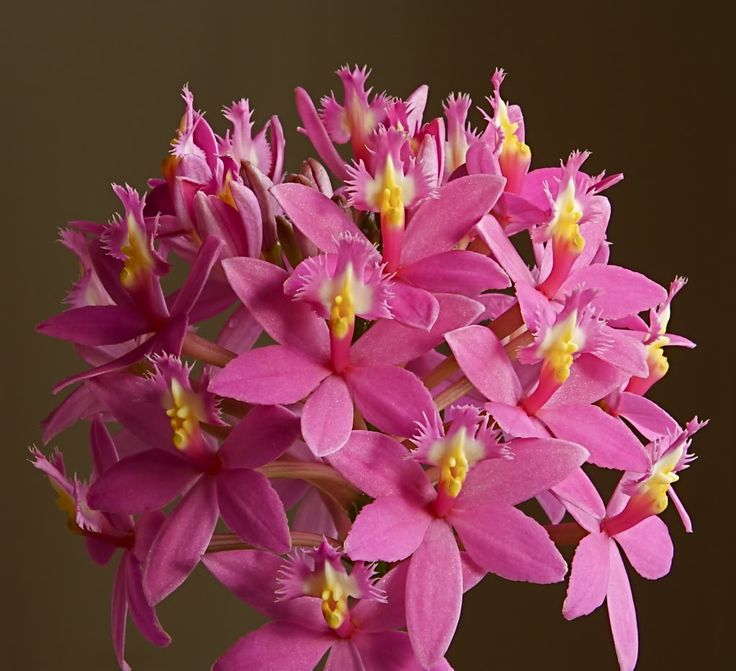 FAMA Malaysia on Twitter 2 Dendrobium Orchid Orkid  yang 