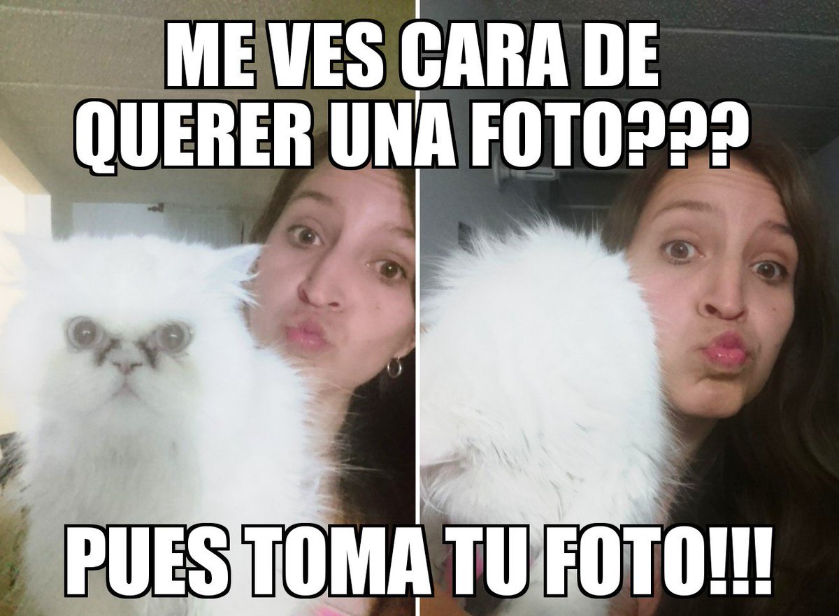 amarcelb's tweet image. @Gatosfelices