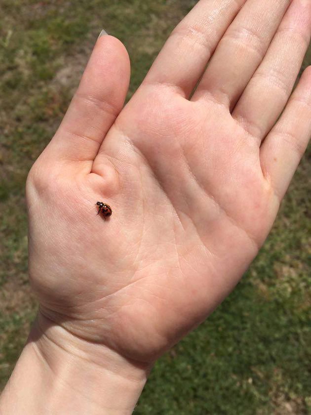 ThatsRADScience's tweet photo. #STEMhands studying ladybirds! Career = Entomologist! #ThatsRADScience #STEM #STEMcareers #beremarkable @WSFBrisbane @GU_Sciences https://t.co/EB1S94bXC6
