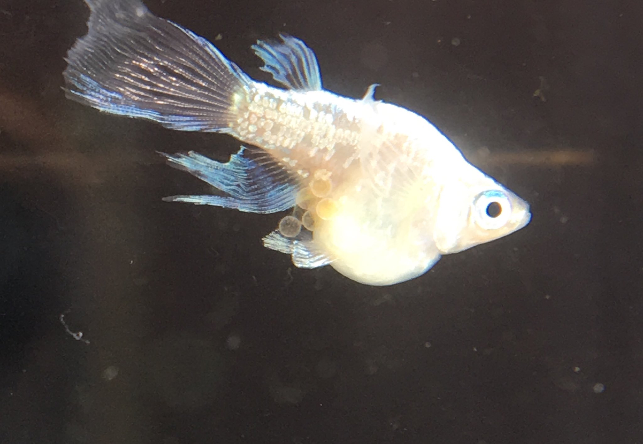Rccラジオカー 中でも注目のメダカは 青ミユキ ヒレナガダルマメダカ 青っぽいようなシルバーの体にひらひらとした綺麗なひれと ぷっくりとした体が特徴です 写真では伝わりませんが つややかな光沢と優美な泳ぎに魅了されてしまいました この種類