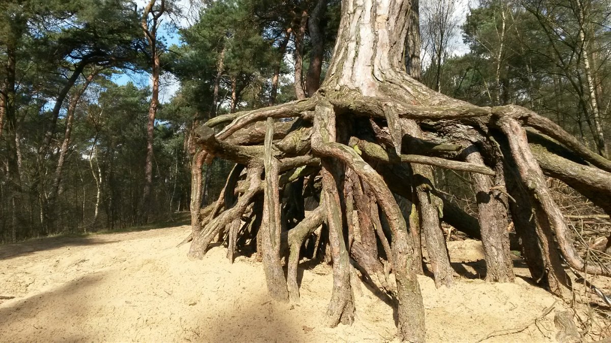 NewCreations_NL's tweet photo. Beautiful #decorations of #nature #Witteberg #Achel #HamontAchel #NewCreations @NewCreations_NL https://t.co/AUSC8V3wht
