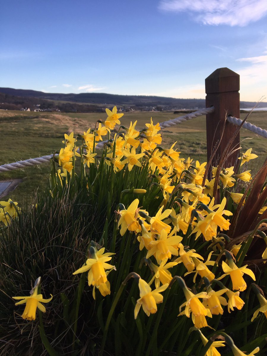 GolspieGolfClub's tweet image. What a lovely morning start to the day #springopen #gloriousgolspie #bythesea #jamesbraid @ScottishGolf @golfatlas @GolfSceal @playlinksgolf