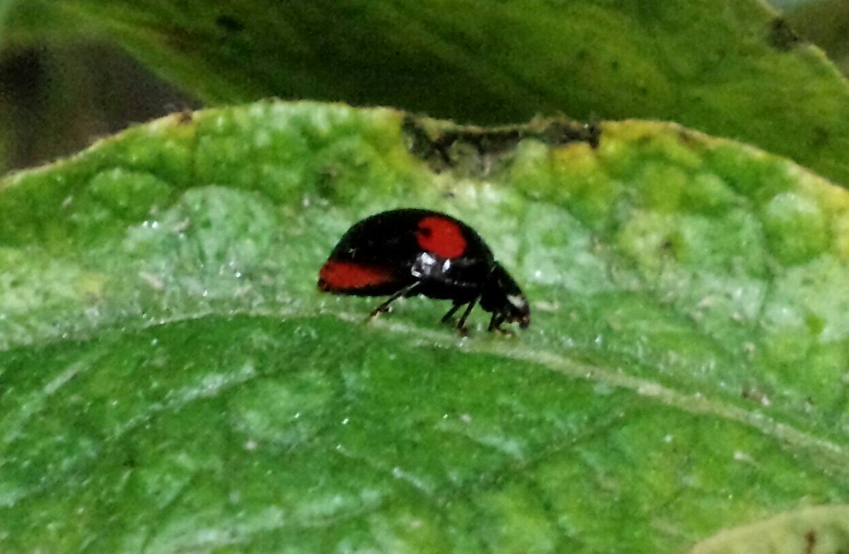 朝日庵 窓際で育てている野菜のプランターにいるてんとう虫 てんとうは幼虫も成虫もものすごい勢いでアブラムシを食べてくれるから アブラムシが全くいなくなった 餌がなくなると共食いをするので 私は２回目撃した それは避けたい なのでベランダから