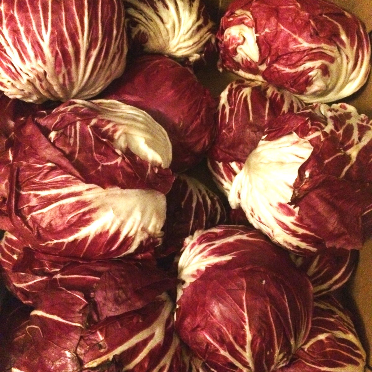 ScotchandGinger's tweet photo. Ra Ra Ra RADICCHIO!!! Colourful veggies make us happy #scotchandginger #whatscooking https://t.co/VxVDRE47lb