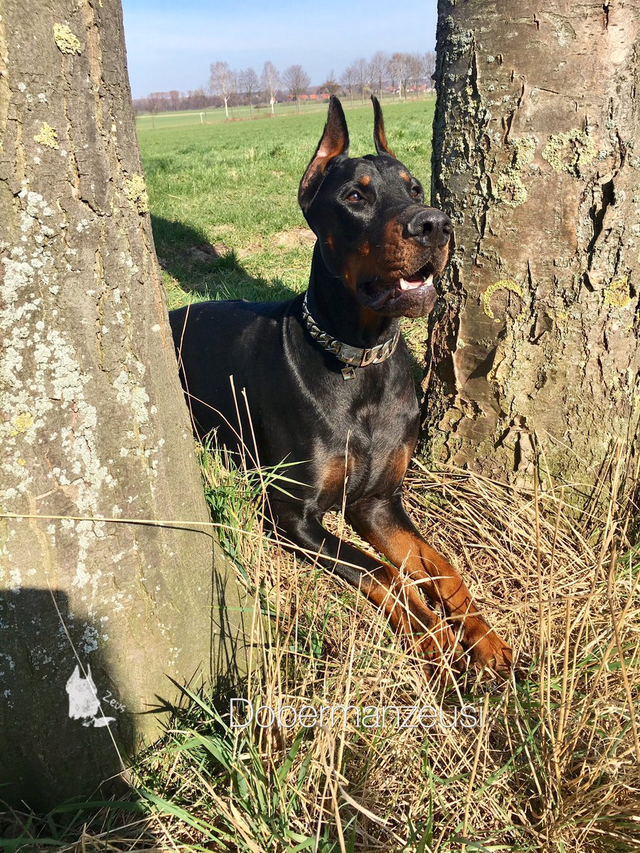 dobermanzeusi's tweet photo. My boy sun bathing #doberman #dobermaninfinity #dog #dogsoftwitter #dogs #dogslife #dobermanzeusi #beastchains #silverbeast #luxurycollar https://t.co/ty9vs64Kzx
