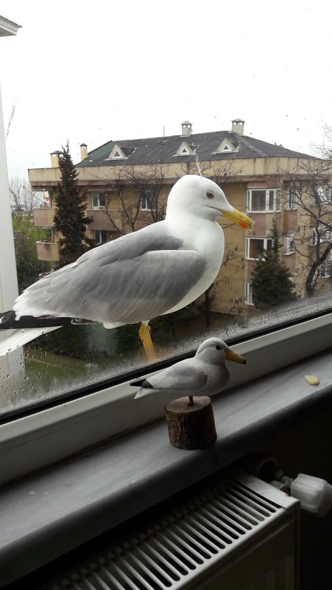 Ayssedumaan's tweet photo. Yuzunde hayal kirikligi :) her gun gelen martimiz benzerini gorunce dondu kaldi 😊 https://t.co/08BAxPUc2u