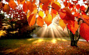 Mysage_Be's tweet photo. De #Herfst met al z’n pracht en praal! Check deze prachtige foto's!  https://t.co/09n49itA5Y via @Mysage_Be #autumn https://t.co/87CWHpftT1