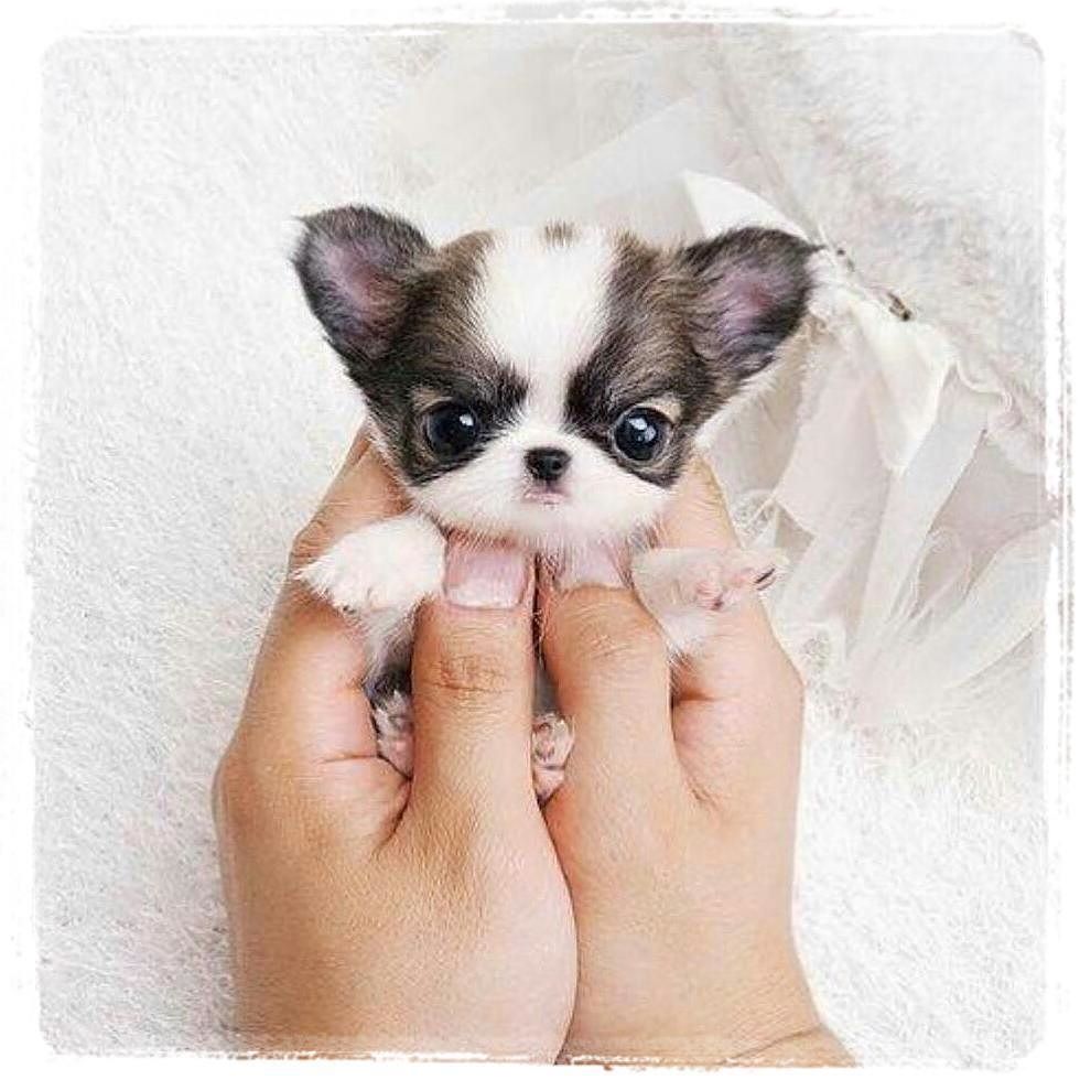 GlitterParadise's tweet photo. Today's Crush 💞 😻 💞
Hello Cuties! 😸

#OMG #seamusobrien #Overdoesofcuteness #cutie #toocut… https://t.co/qgLJZ2Y2xq https://t.co/Q3isH7P2Cg