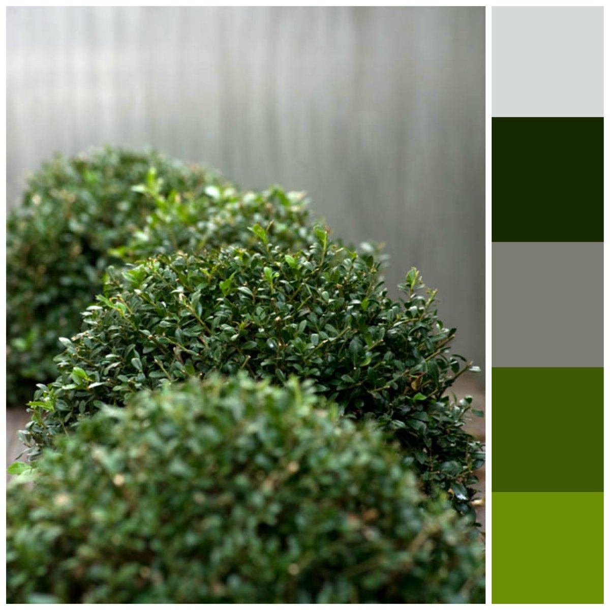 EDGardensUK's tweet image. Buxus sempervirens. Pure green loveliness. Strong, classic and on occassion quirky. Suits most schemes #Buxussempervirens #boxballs #green