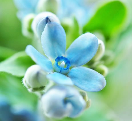 世界の花 一覧 A Twitter ブルースター 花びらが青い星のように見える花 西洋では花嫁が何か青いものを身に着けると幸せになれると言われていてブルースターの花を身に着ける人も多いそうです 日本でも結婚式のブーケによく使われる花です 花言葉は 幸福